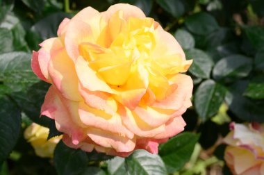 Bahçede gül, yakın görüş