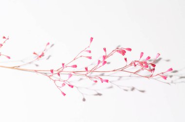 Işık arkaplanda güzel bir çiçek, yaz konsepti, yakın manzara  