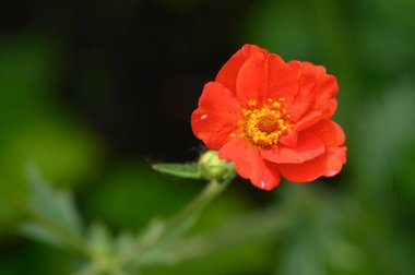 Güneşli yaz gününde bahçede büyüyen güzel, parlak çiçek. 