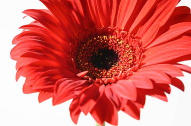 Aydınlık arka planda güzel Gerbera çiçeği, yaz konsepti, yakın görüş  