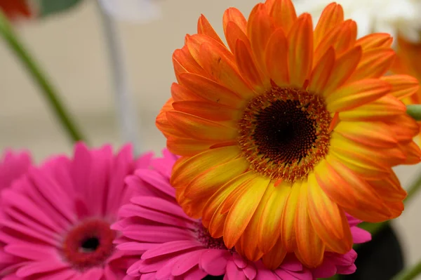 Strauß Schöner Gerbera Blumen Auf Hellem Hintergrund Sommerkonzept Nahsicht — Stockfoto