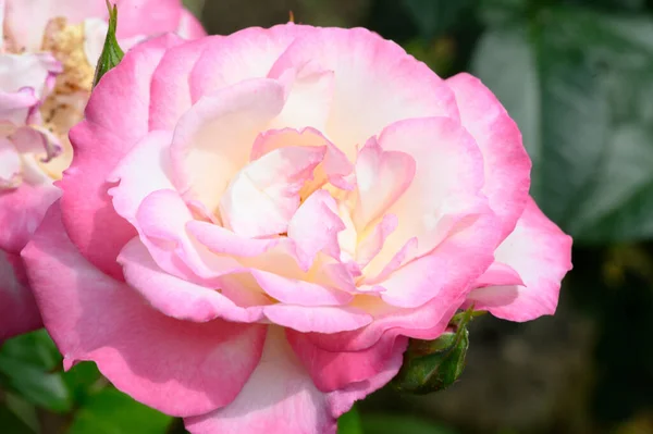 Hermosas Rosas Brillantes Que Crecen Jardín Verano Día Soleado —  Fotos de Stock