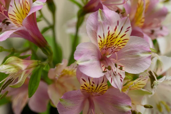 Bukiet Pięknych Kwiatów Jasnym Tle Koncepcja Letnia Widok Bliska — Zdjęcie stockowe
