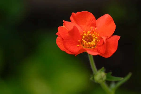 Bel Fiore Luminoso Che Cresce Giardino Estate Giornata Sole — Foto Stock