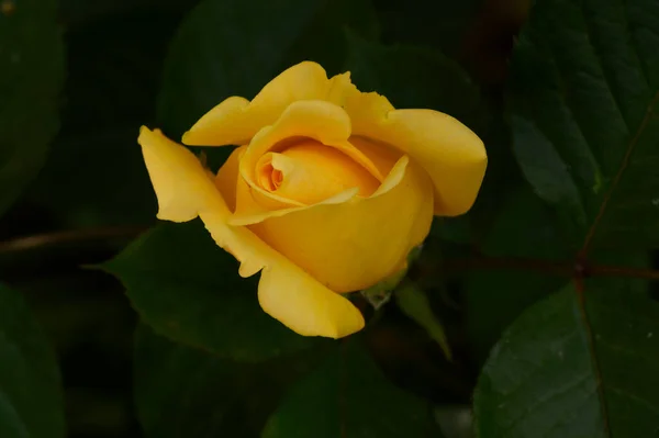 Rose Garten Nahsicht — Stockfoto