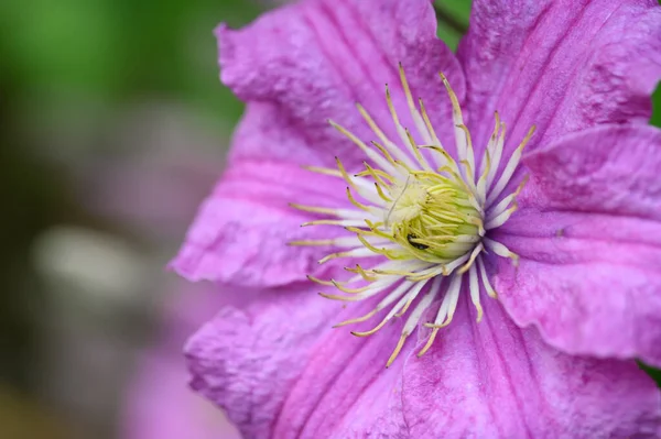 Piękny Jasny Kwiat Rośnie Ogrodzie Letni Słoneczny Dzień — Zdjęcie stockowe