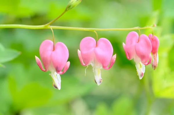 夏の晴れた日に庭で育つ美しい明るい花 — ストック写真