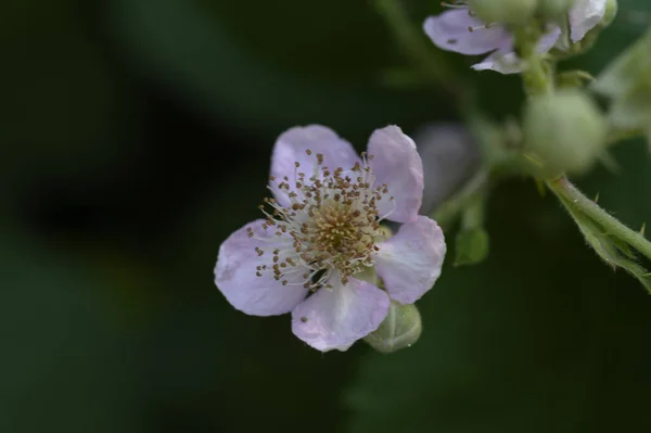 Krásné Jasné Květy Rostoucí Zahradě Létě Slunečný Den — Stock fotografie