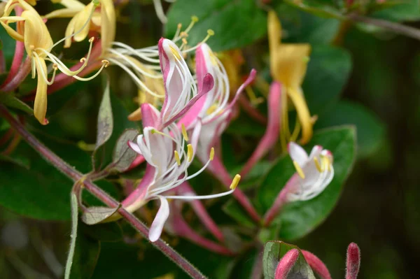 Belas Flores Brilhantes Crescendo Jardim Dia Ensolarado Verão — Fotografia de Stock