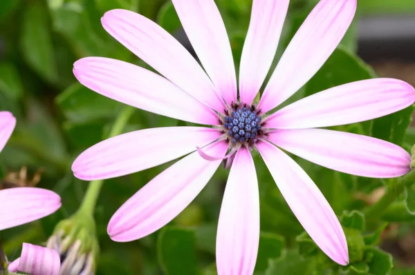 夏の晴れた日に庭で成長する美しい花 — ストック写真