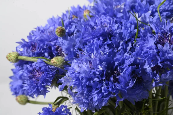 Букет Красивих Квітів Світлому Фоні Літня Концепція Вид Близької Відстані — стокове фото