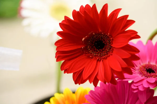 아름다운 꽃들의 꽃다발밝은 컨셉트 가까이 — 스톡 사진