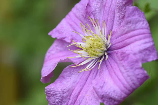 Belle Fleur Lumineuse Poussant Dans Jardin Journée Ensoleillée Été — Photo