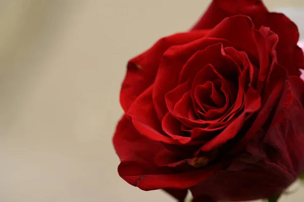 Schöne Rosenblüte Auf Hellem Hintergrund Sommerkonzept Nahsicht — Stockfoto