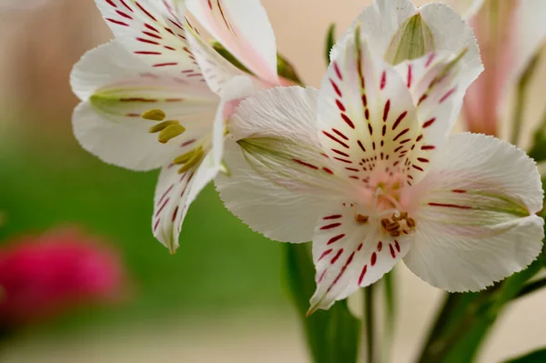 Bellissimi Fiori Luminosi Che Crescono Giardino Estate Giornata Sole — Foto Stock