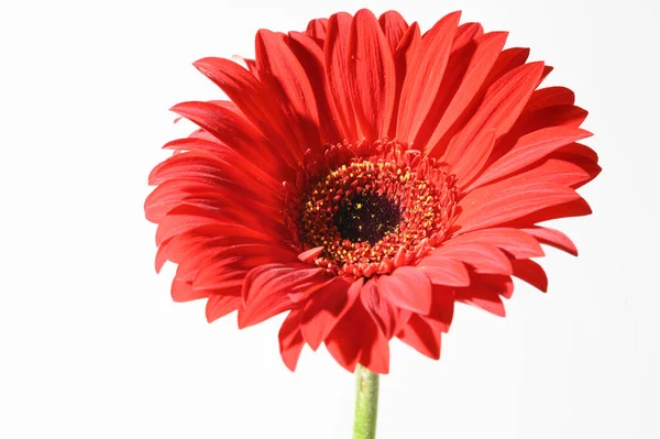 Piękny Gerbera Kwiat Jasnym Tle Koncepcja Latem Widok Bliska — Zdjęcie stockowe