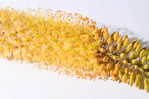 Красива Квітка Світлому Фоні Літня Концепція Близький Вигляд — стокове фото
