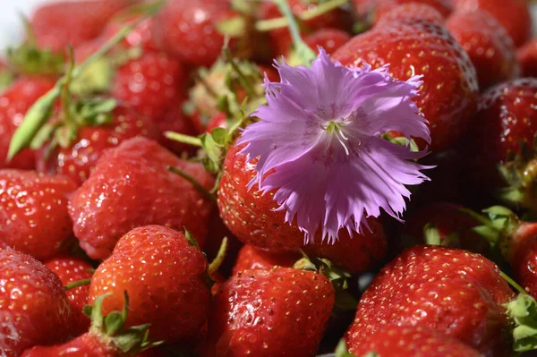 Pila Fresas Frescas Jugosas Flores Vista Cercana — Foto de Stock