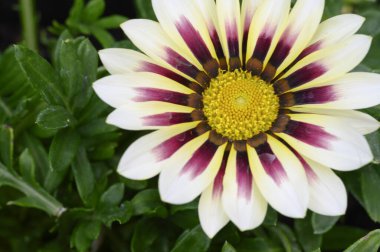 Güneşli yaz gününde bahçede büyüyen güzel, parlak çiçek. 