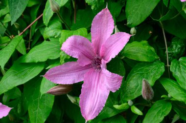 Güzel Clematis çiçekleri yazın güneşli bir günde bahçede yetişir. 