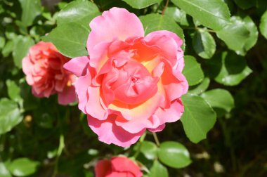 Güneşli yaz gününde bahçede büyüyen güzel parlak güller. 