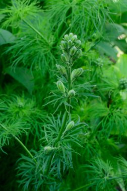 plant with beautiful buds of unopened flowers growing in garden at summer sunny day 