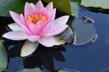 Güzel çiçek açan nilüfer çiçekleri yaz günü gölette büyür. 