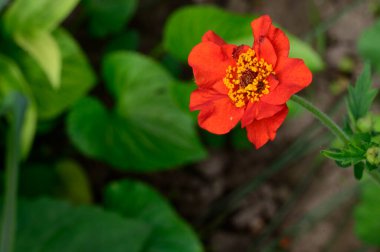 Güneşli yaz gününde bahçede büyüyen güzel, parlak çiçek. 