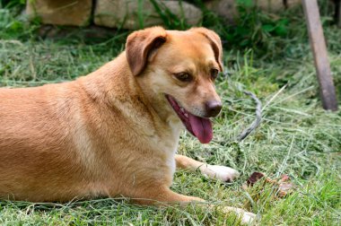 Yeşil çimenlerin üzerinde uzanan sevimli köpek yaz günü dışarıda eğleniyor.