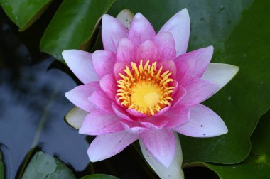 Güzel çiçek açan nilüfer çiçekleri yaz günü gölette büyür. 