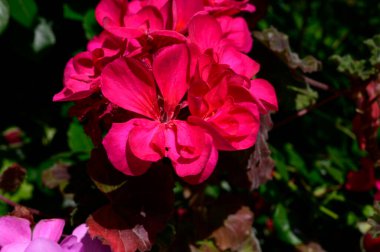 Güneşli yaz gününde bahçede büyüyen güzel, parlak çiçekler. 