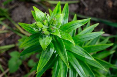 Güneşli yaz gününde bahçede büyüyen güzel, parlak çiçek. 