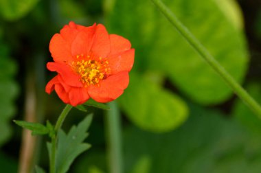 Güneşli yaz gününde bahçede büyüyen güzel, parlak çiçek. 