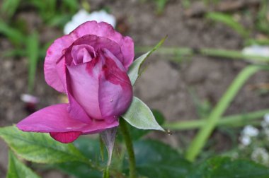 Güneşli yaz gününde bahçede büyüyen güzel parlak bir gül. 