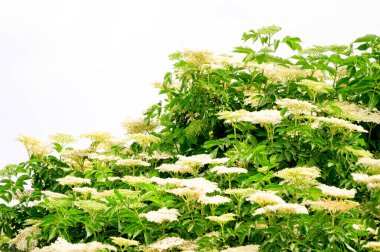 Güneşli yaz gününde bahçede büyüyen güzel, parlak çiçekler. 