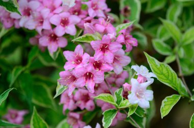 Güneşli yaz gününde bahçede büyüyen güzel, parlak çiçekler. 