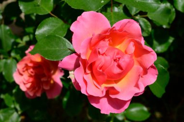 Güneşli yaz gününde bahçede büyüyen güzel parlak güller. 