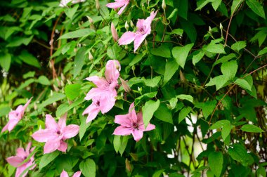 Güzel Clematis çiçekleri yazın güneşli bir günde bahçede yetişir. 