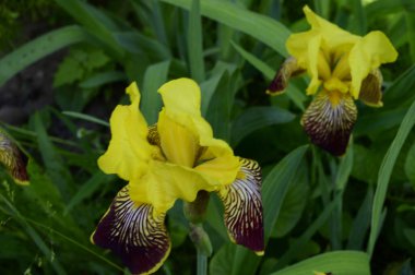 Güneşli yaz gününde bahçede büyüyen güzel parlak irisler. 
