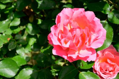 Güneşli yaz gününde bahçede büyüyen güzel parlak güller. 