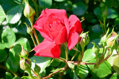 Güneşli yaz gününde bahçede büyüyen güzel parlak güller. 