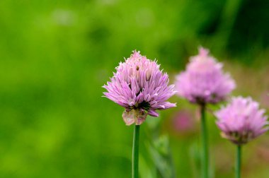 Güneşli yaz gününde bahçede büyüyen güzel, parlak çiçekler. 