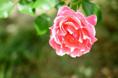 Güneşli yaz gününde bahçede büyüyen güzel parlak bir gül. 