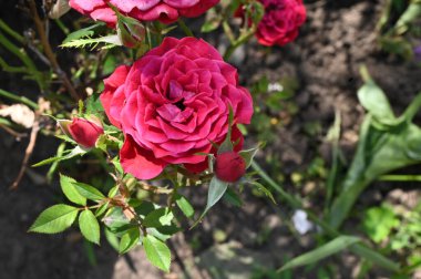 Güneşli yaz gününde bahçede büyüyen güzel parlak güller. 