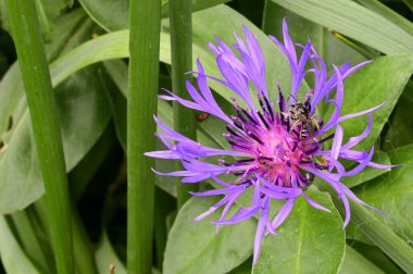 Güneşli yaz gününde bahçede büyüyen güzel, parlak çiçek. 