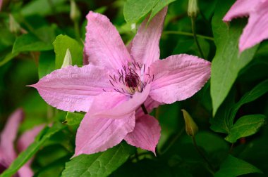 Güzel Clematis çiçekleri yazın güneşli bir günde bahçede yetişir. 