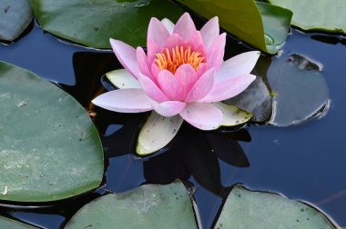 Güzel çiçek açan nilüfer çiçekleri yaz günü gölette büyür. 