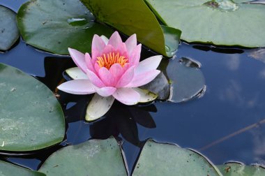 Güzel çiçek açan nilüfer çiçekleri yaz günü gölette büyür. 