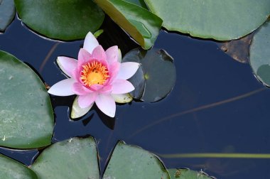 Güzel çiçek açan nilüfer çiçekleri yaz günü gölette büyür. 