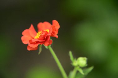 Güneşli yaz gününde bahçede büyüyen güzel, parlak çiçek. 